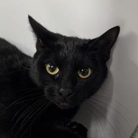 Enlarge Nebula, a Adoptable Domestic Short Hair in New York, NY image 1/1