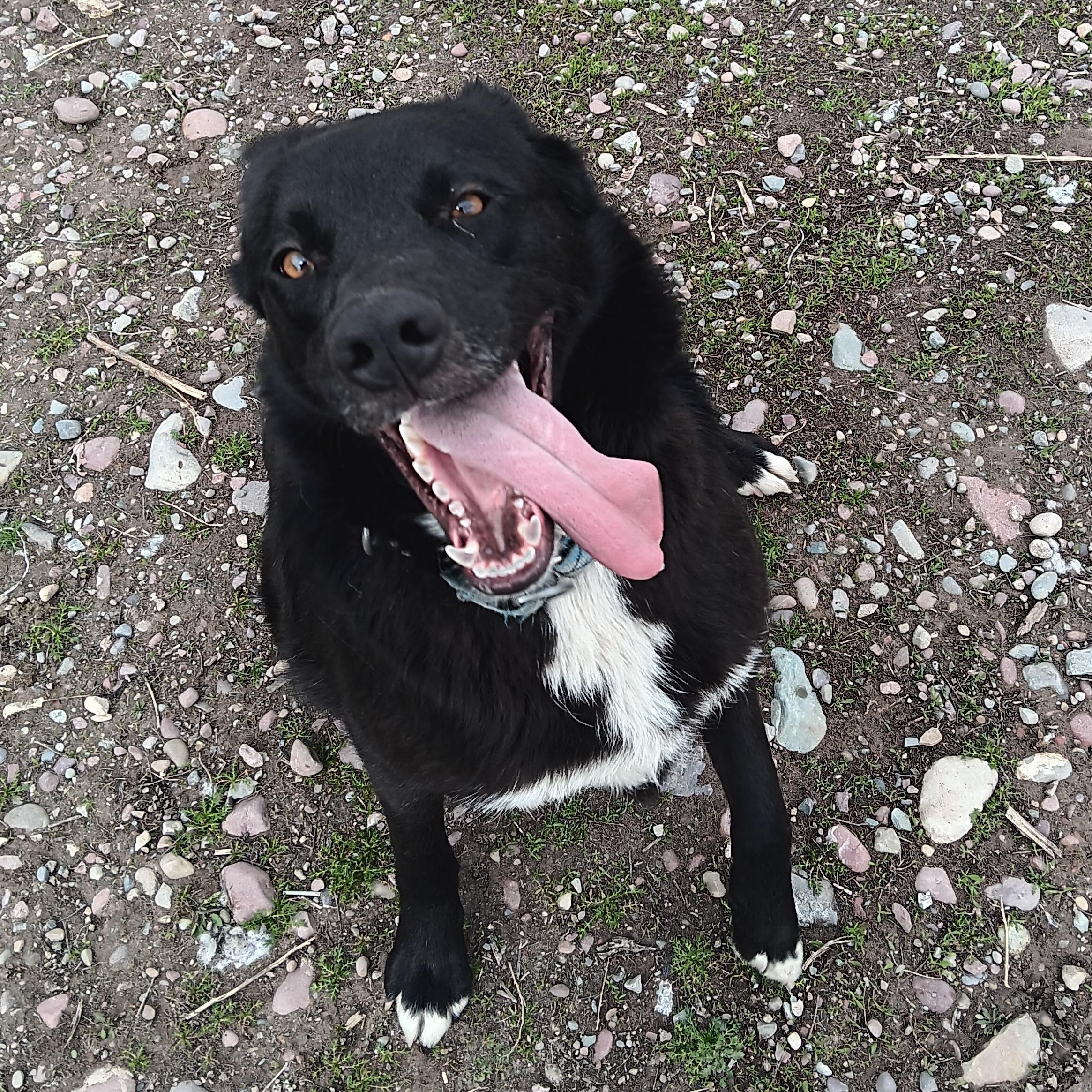 Enlarge Tux, a ADOPTABLE Border Collie in Polson, MT image 1/1