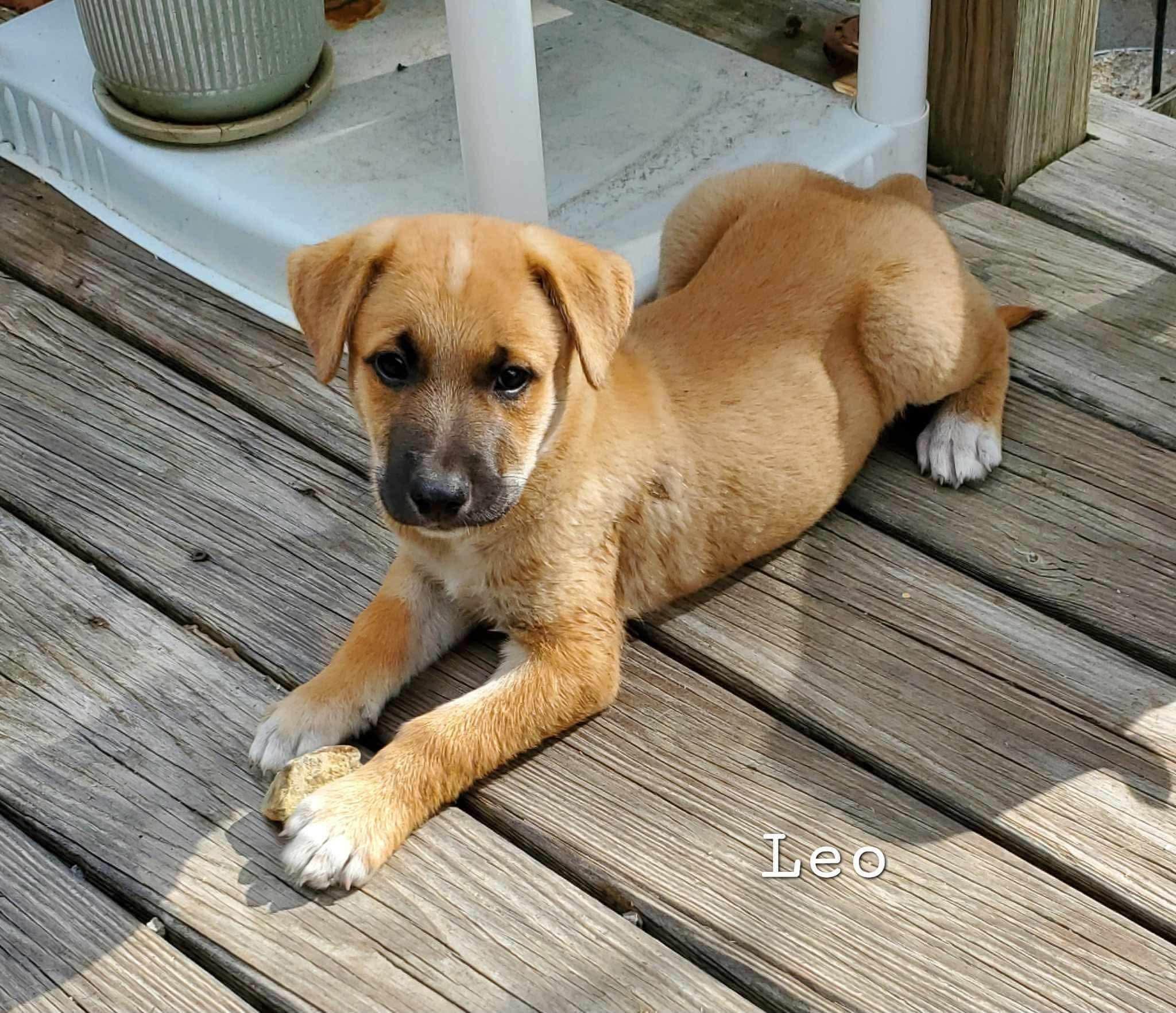 Enlarge Leo, a ADOPTABLE mixed breed in Cleveland, OK image 1/1
