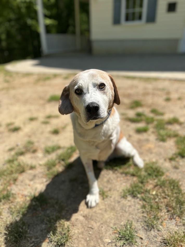Enlarge Hector, a ADOPTABLE mixed breed in Prince Frederick, MD image 1/1