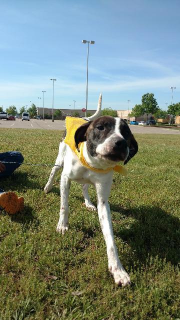 Chopper, Adoptable, Senior Male Pointer.