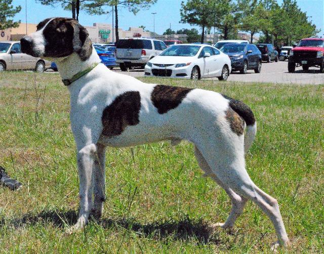 Enlarge Chopper, a Adoptable mixed breed in Gilmer, TX image 5/6