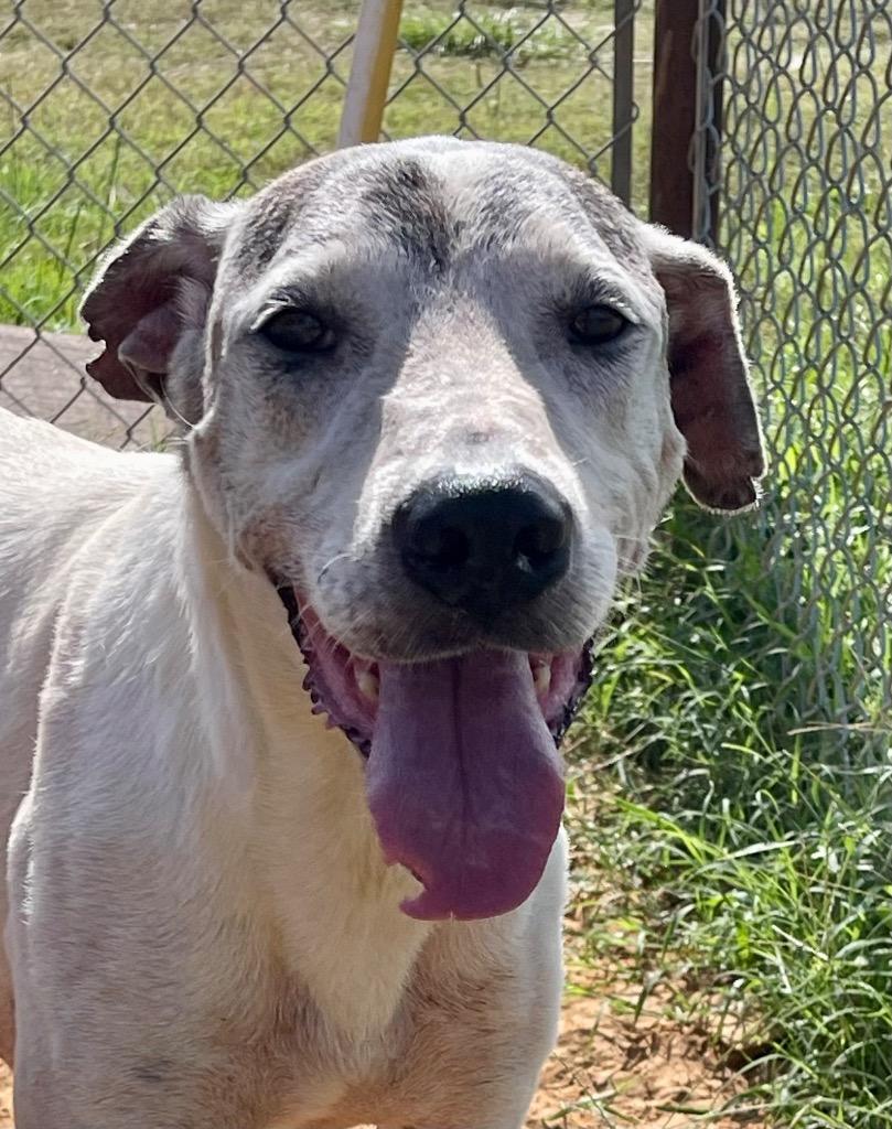 Enlarge Chopper, a Adoptable mixed breed in Gilmer, TX image 6/6
