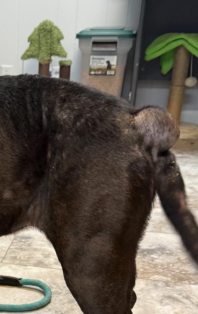 Enlarge KIRA: Senior Seeking Hospice Home! $0 to Adopt!, a Adoptable mixed breed in Rochester, IN image 1/6