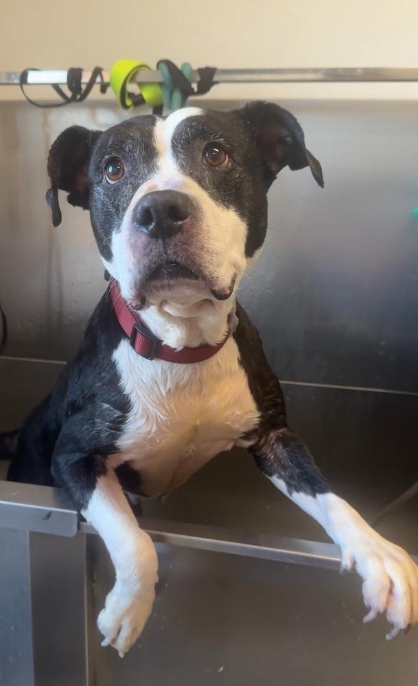 Enlarge KIRA: Senior Seeking Hospice Home! $0 to Adopt!, a Adoptable mixed breed in Rochester, IN image 2/6