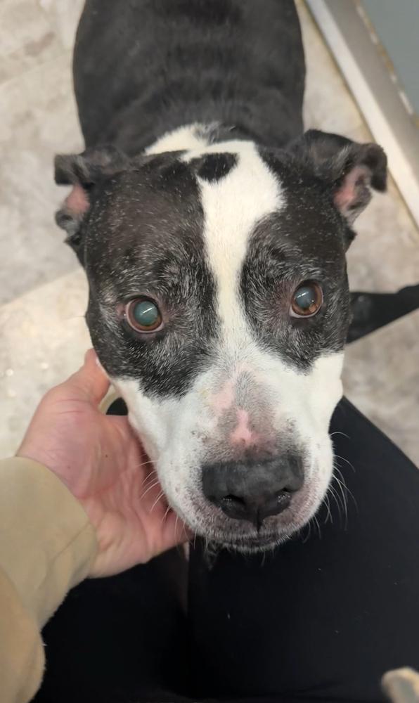 KIRA: Sweet Senior Girl, Adoptable, Adult Female Pit Bull Terrier.