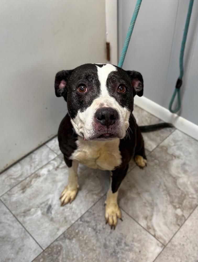 Enlarge KIRA: Sweet Senior Girl, a Adoptable mixed breed in Rochester, IN image 2/3