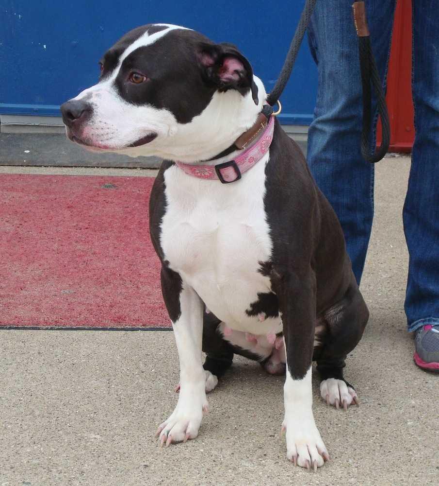 Enlarge KIRA: Sweet Senior Girl, a Adoptable mixed breed in Rochester, IN image 3/3