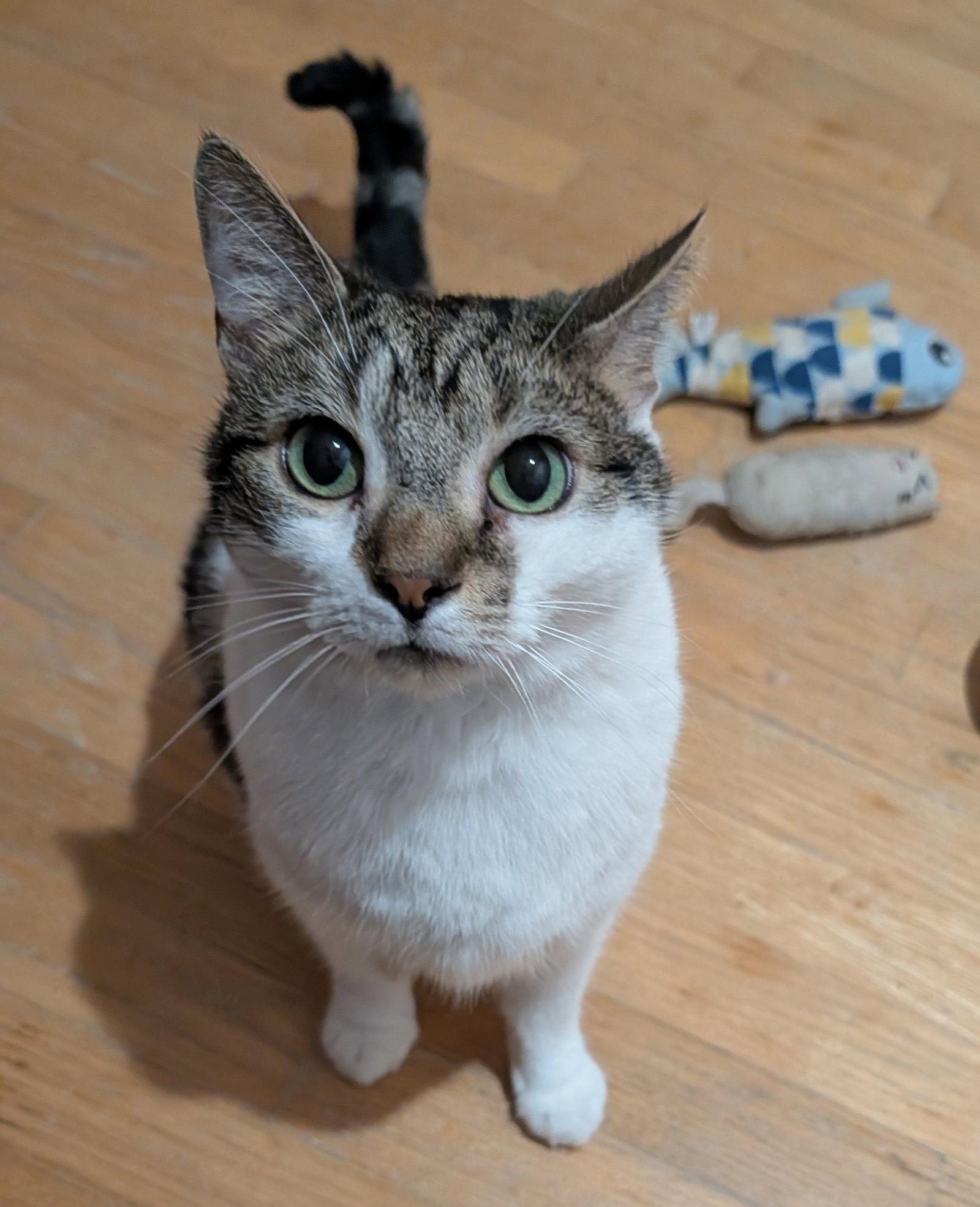 Enlarge Benji, a Adoptable Domestic Short Hair in Pittsboro, NC image 1/1