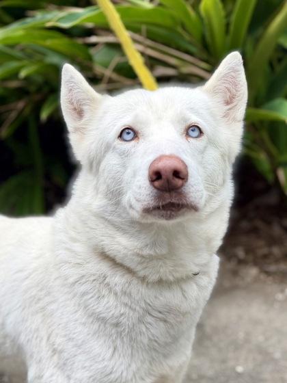 Freegirl, Adoptable, Adult Female Husky & Mixed Breed.