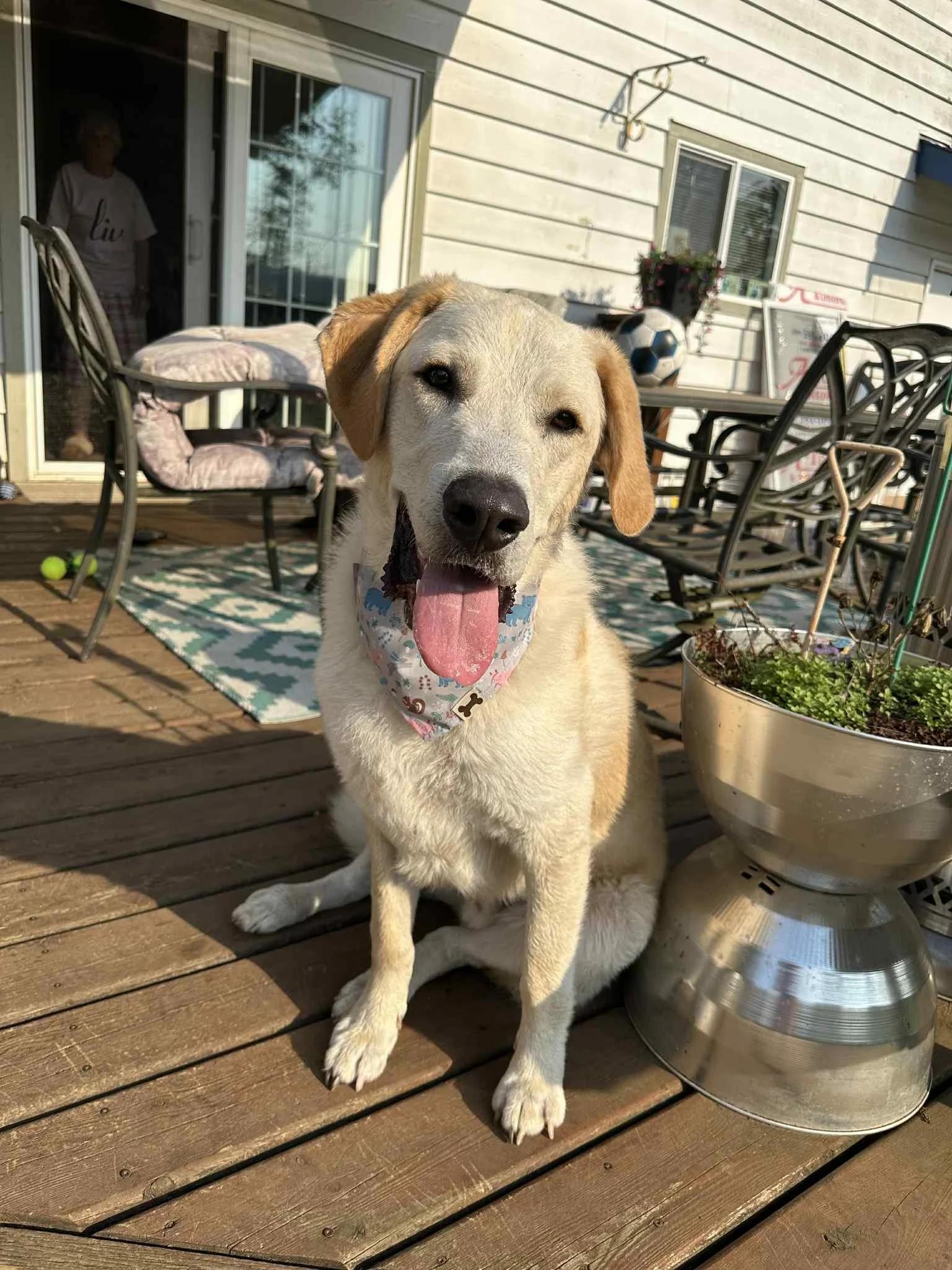 Enlarge Scottie, a Adoptable mixed breed in Abbotsford, BC image 3/3
