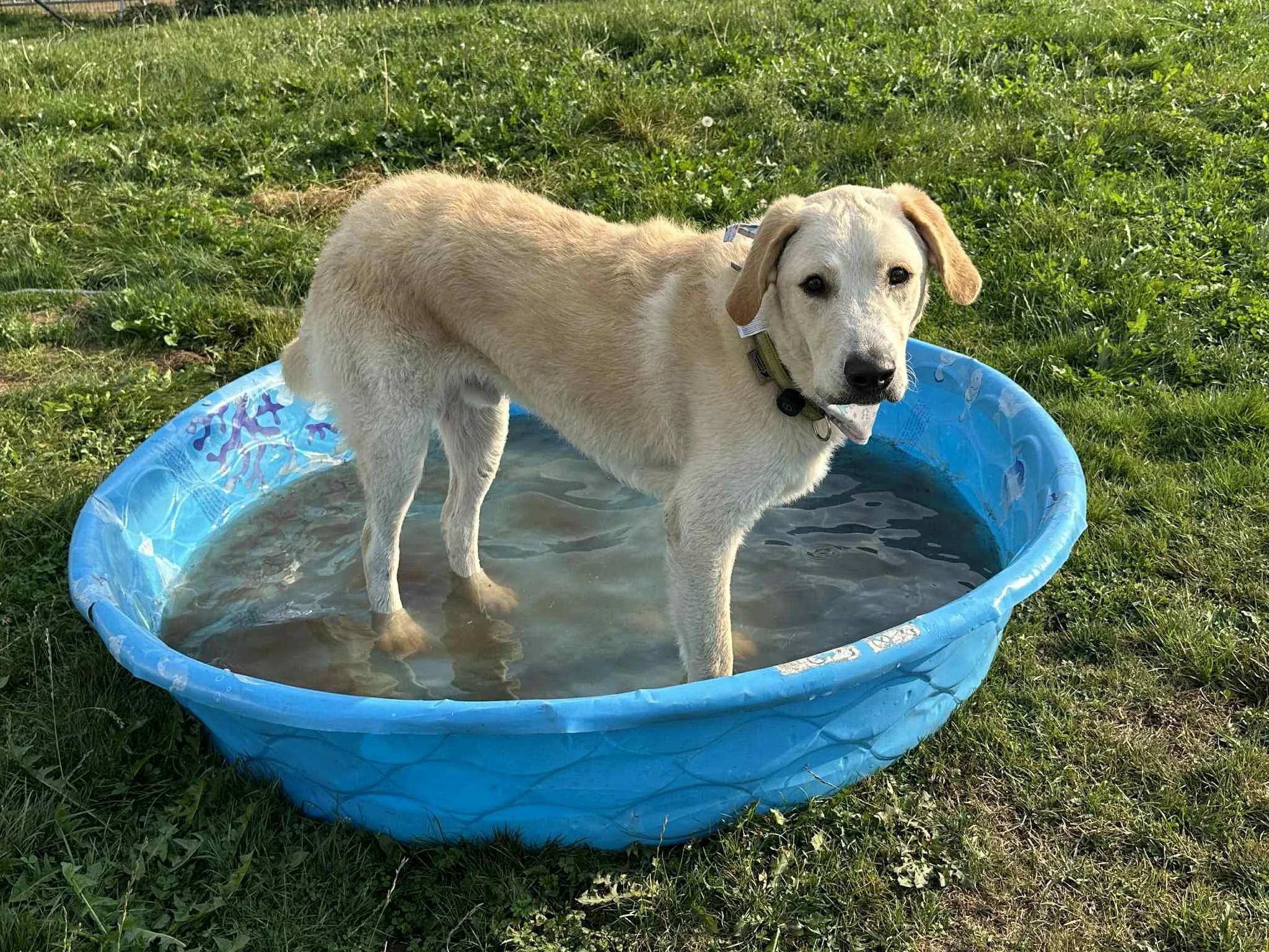Enlarge Scottie, a Adoptable mixed breed in Abbotsford, BC image 1/3