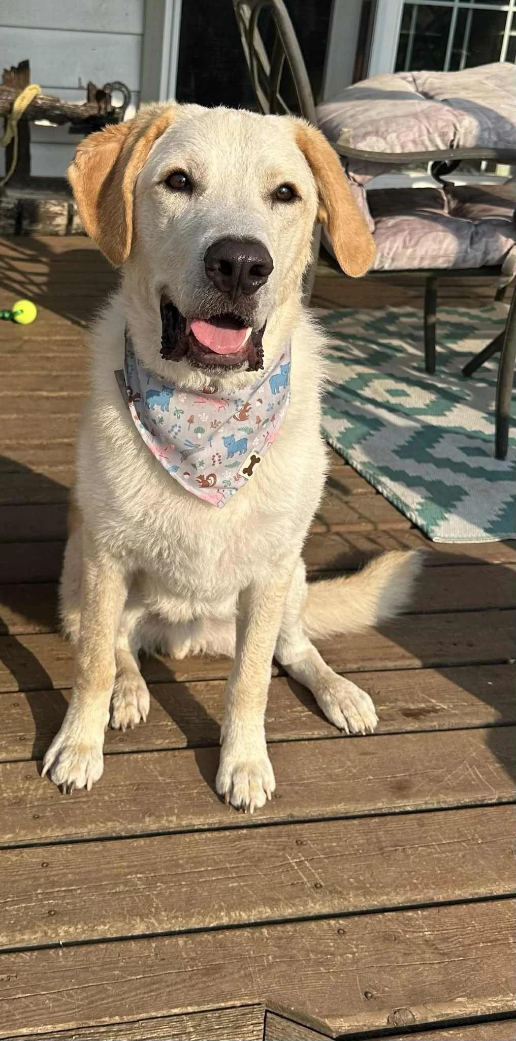 Scottie — thumbnail 3