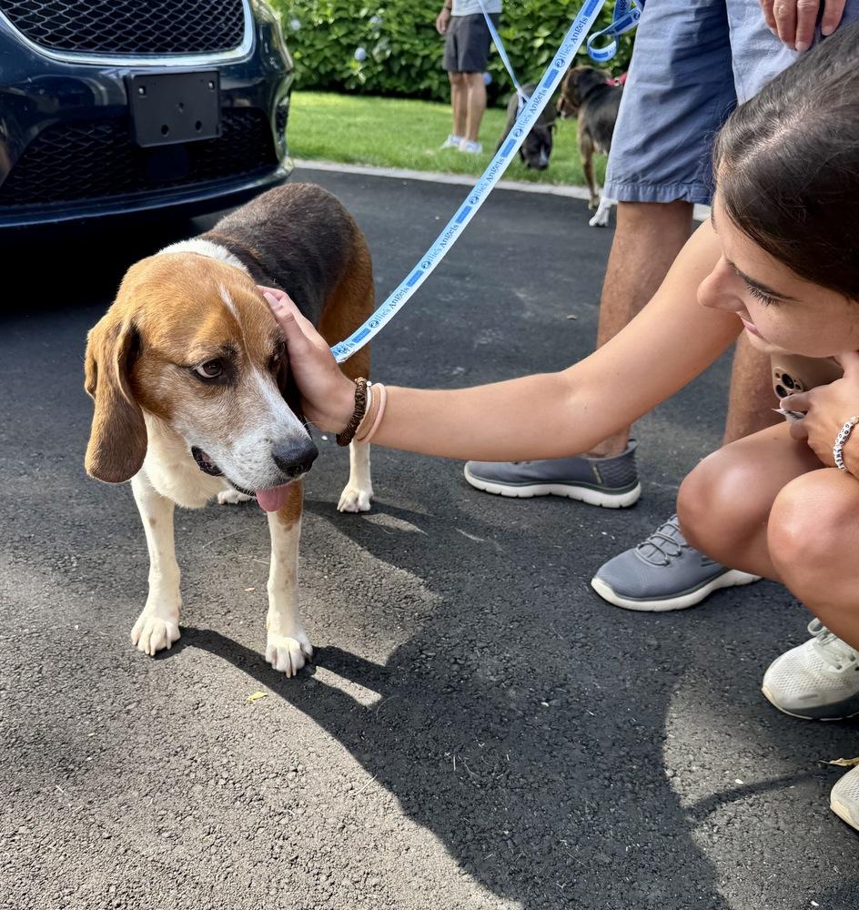 Hobbs, Adoptable, Adult Male Beagle & Foxhound.