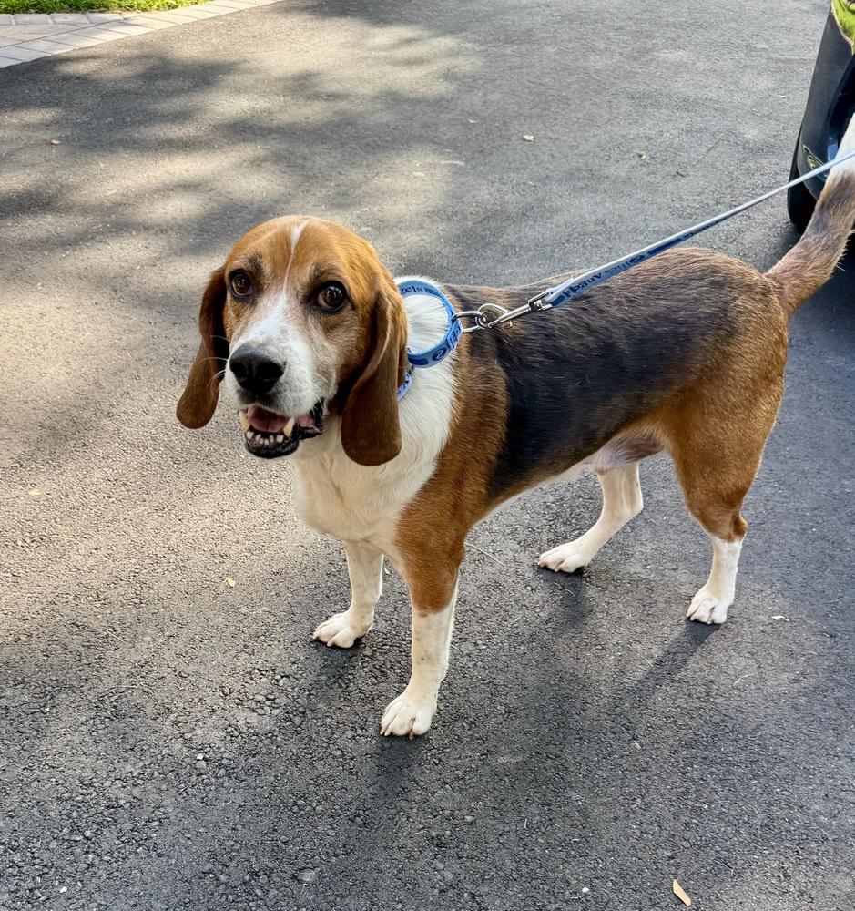 Enlarge Hobbs, a Adoptable mixed breed in Greenlawn, NY image 2/3