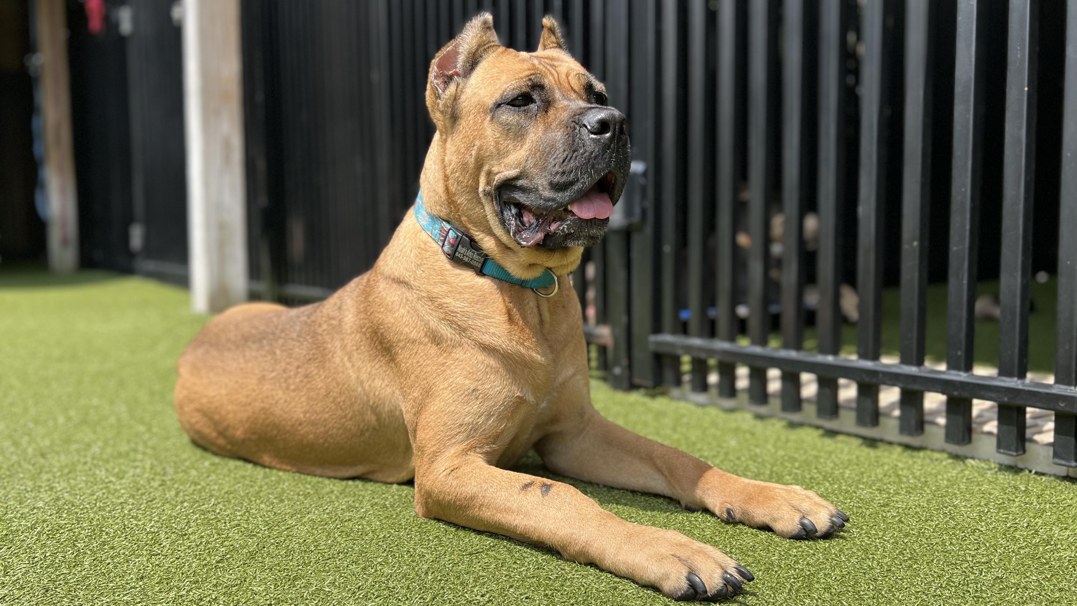 Enlarge MAYA, an adoptable mixed breed in Ridgeland, SC image 4/6