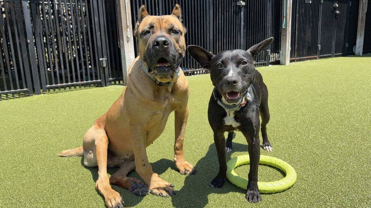 Enlarge MAYA, an adoptable mixed breed in Ridgeland, SC image 2/6