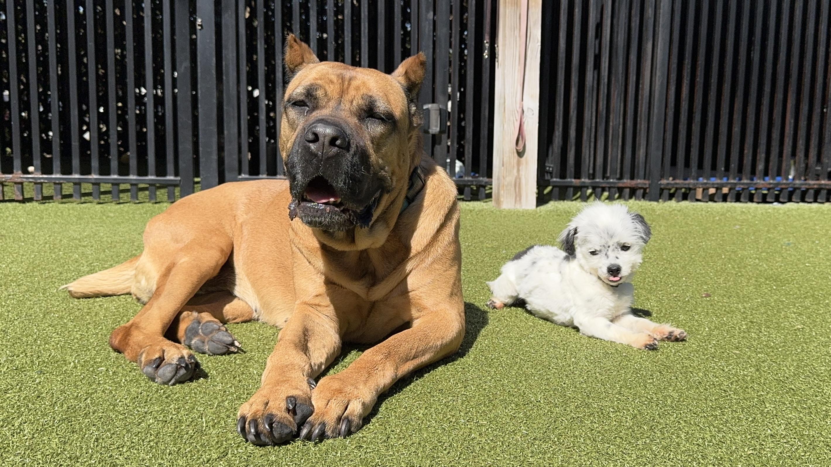 Enlarge MAYA, an adoptable mixed breed in Ridgeland, SC image 5/6