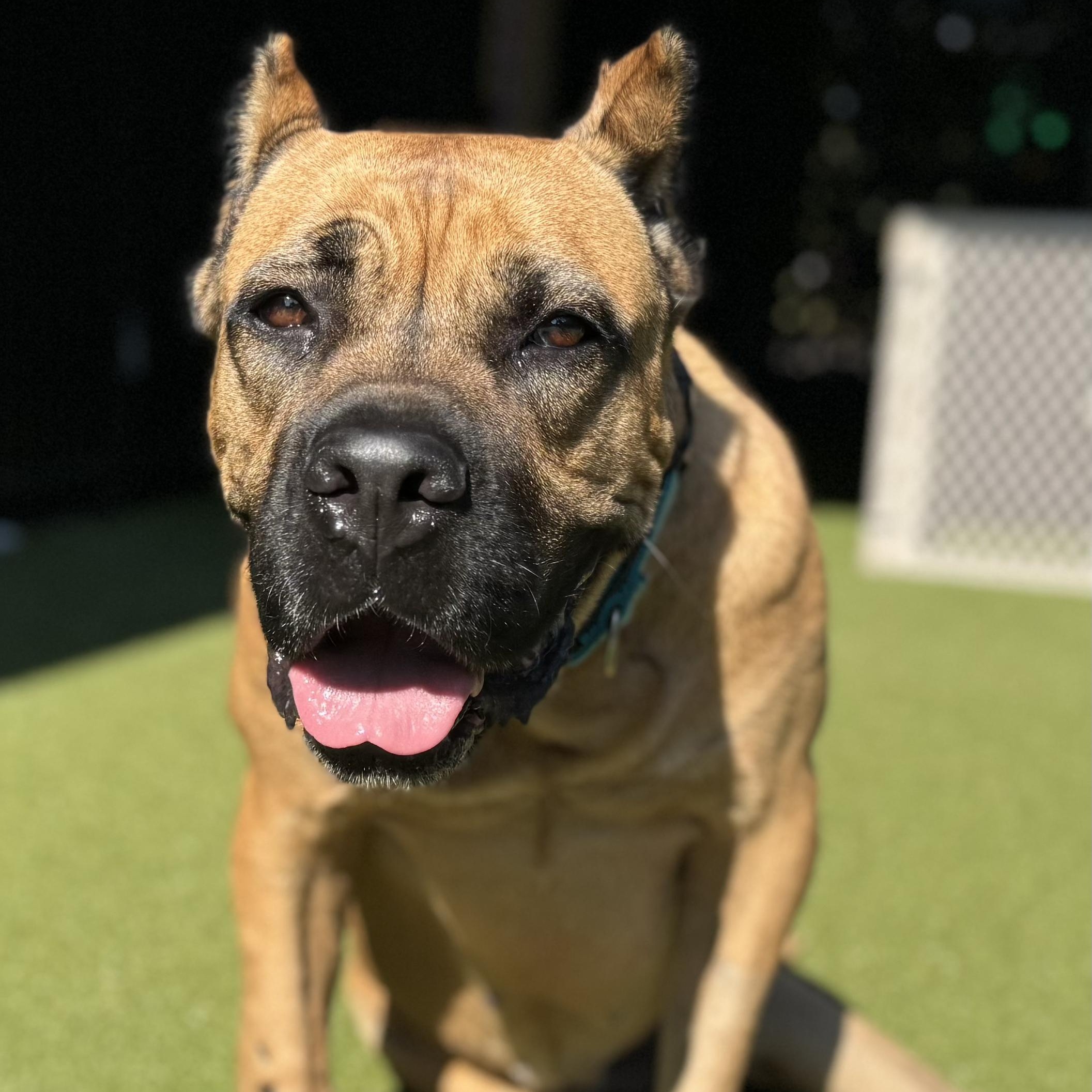 Enlarge MAYA, an adoptable mixed breed in Ridgeland, SC image 1/6