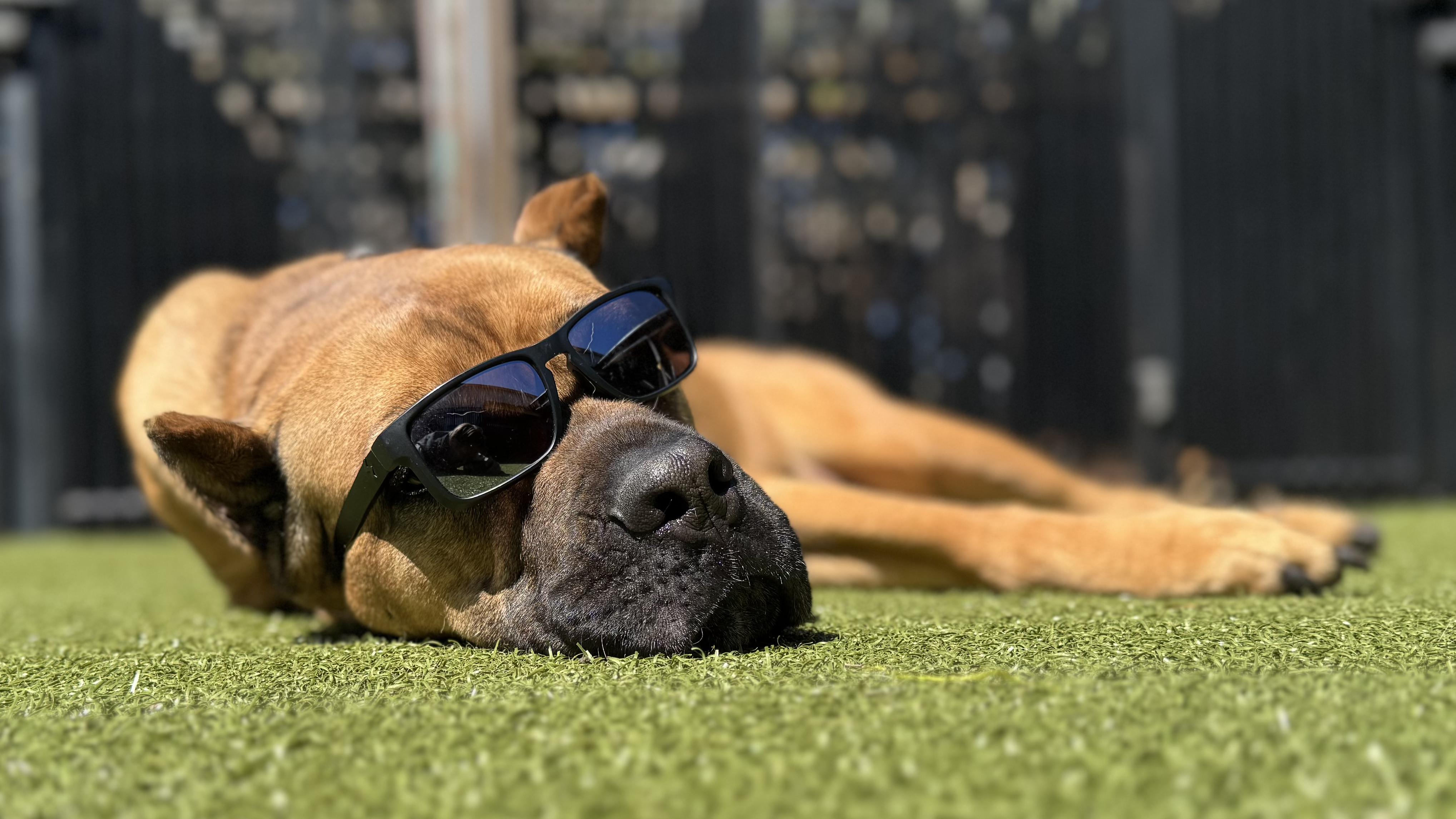 Enlarge MAYA, an adoptable mixed breed in Ridgeland, SC image 6/6