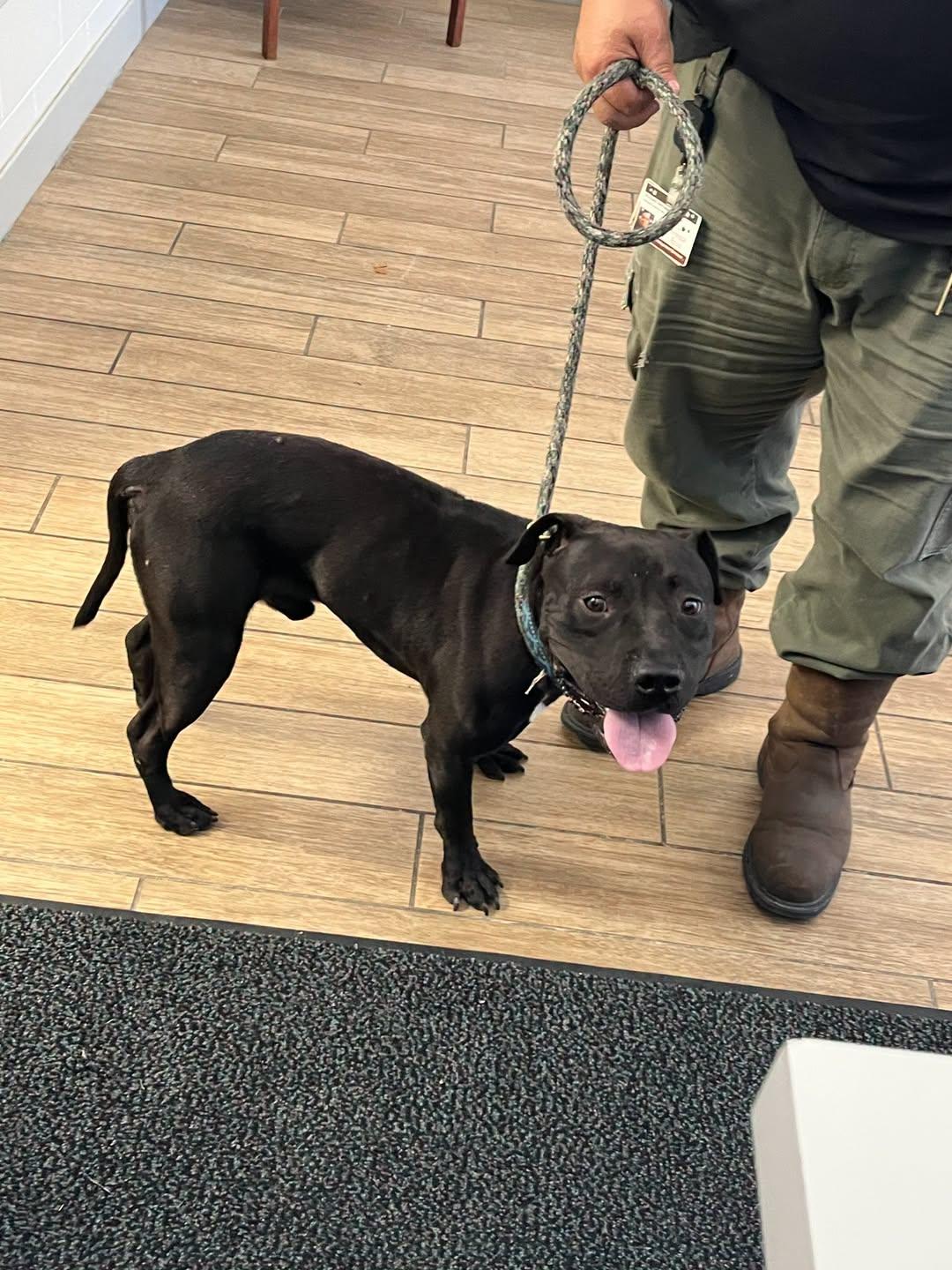 Tim, Adoptable, Young Male Staffordshire Bull Terrier.