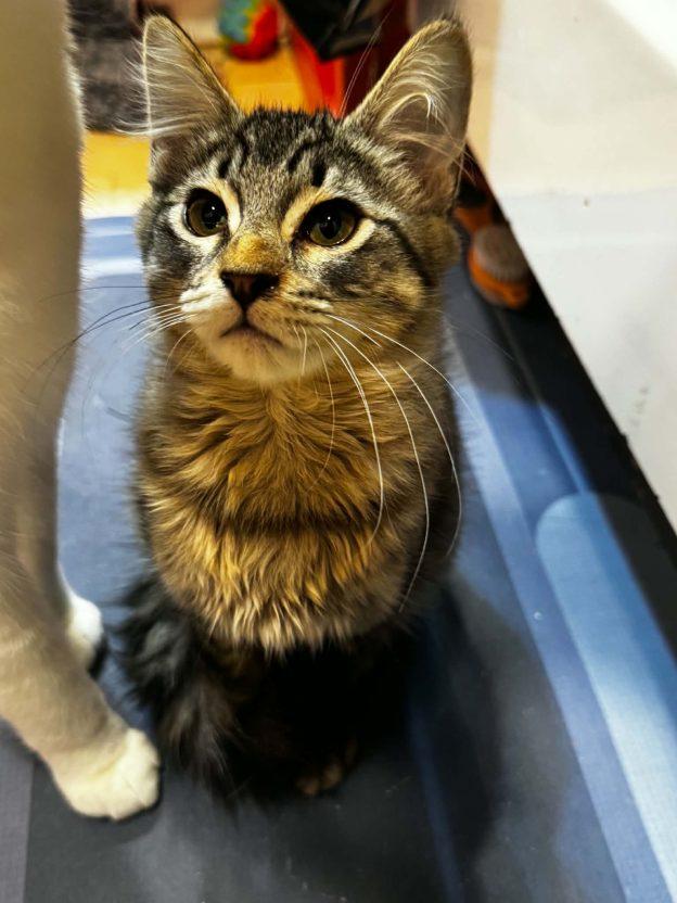 Enlarge Kuiper, a Adoptable Tabby in Anchorage, AK image 1/1