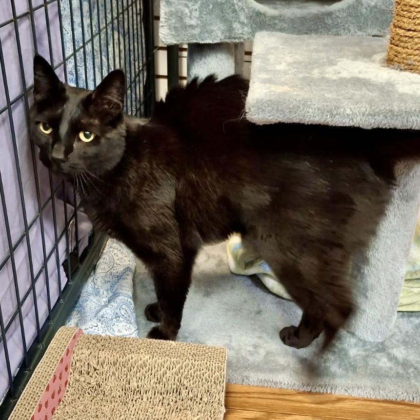 Enlarge Matthew, a Adoptable Domestic Short Hair in Saratoga Springs, NY image 1/3