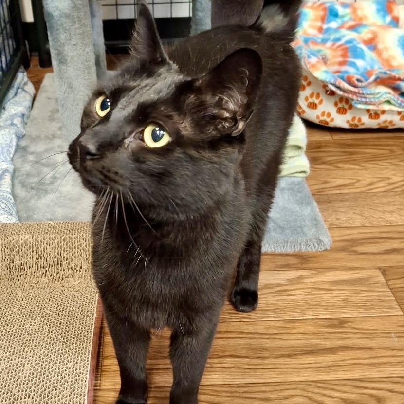 Enlarge Matthew, a Adoptable Domestic Short Hair in Saratoga Springs, NY image 2/3