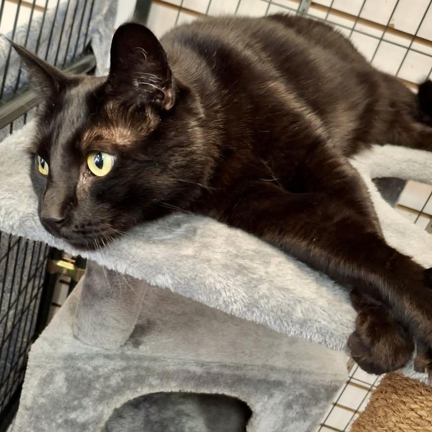 Enlarge Matthew, a Adoptable Domestic Short Hair in Saratoga Springs, NY image 3/3