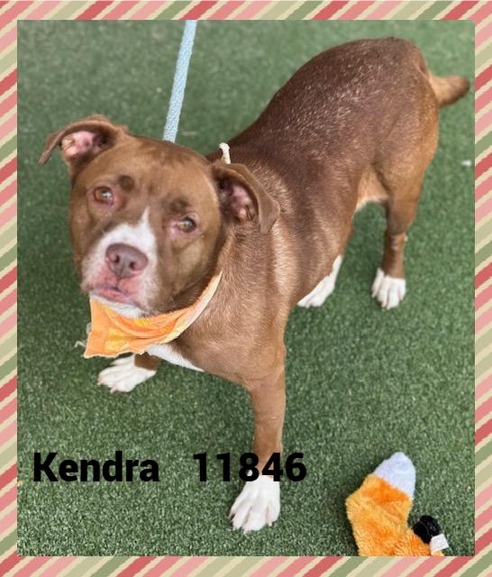 KENDRA Pit Bull Terrier Dog