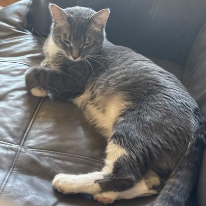 Enlarge Milo, a ADOPTABLE Domestic Short Hair in Dubuque, IA image 1/1