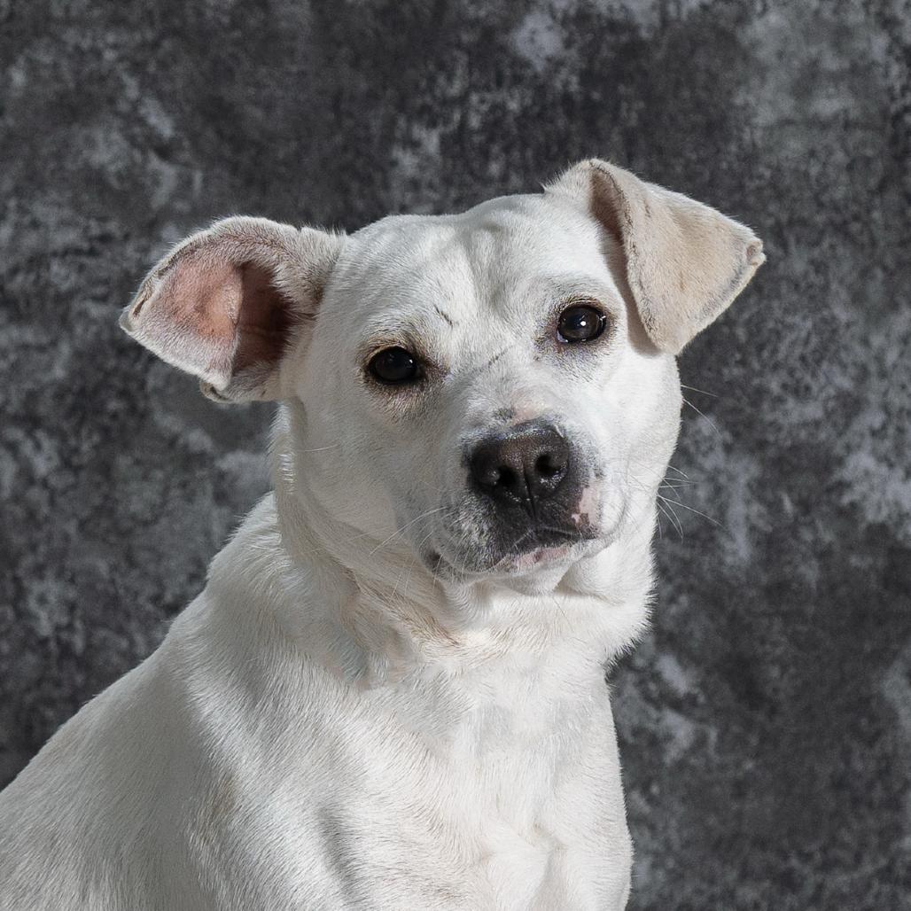 Enlarge Sam, a Adoptable Mixed Breed in Newport, TN image 1/5