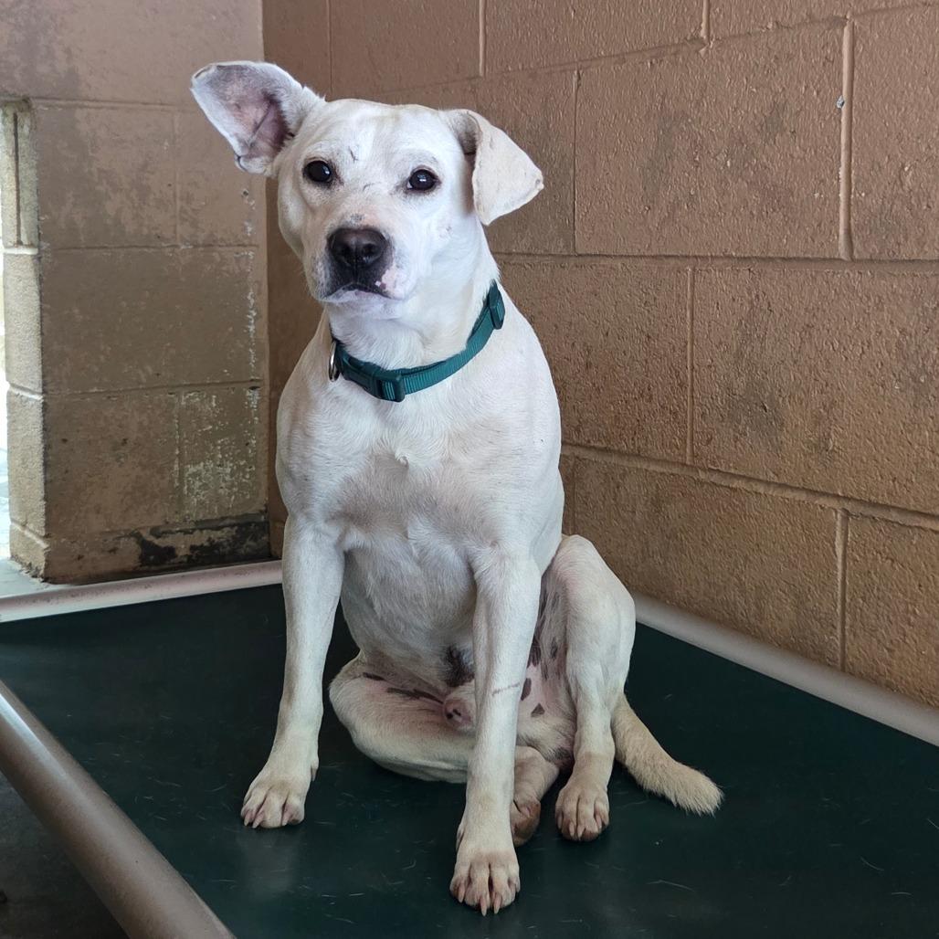 Enlarge Sam, a Adoptable Mixed Breed in Newport, TN image 2/5