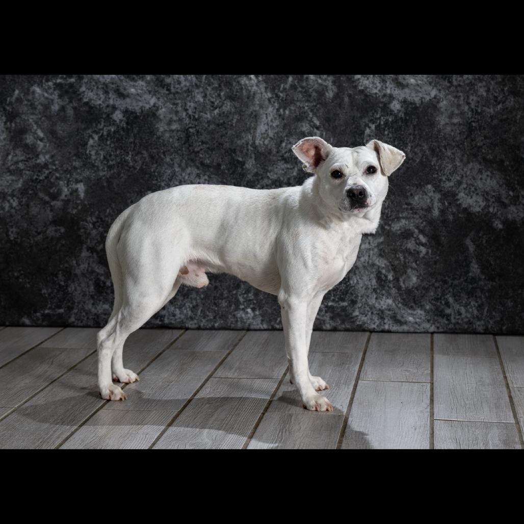 Enlarge Sam, a Adoptable Mixed Breed in Newport, TN image 3/5