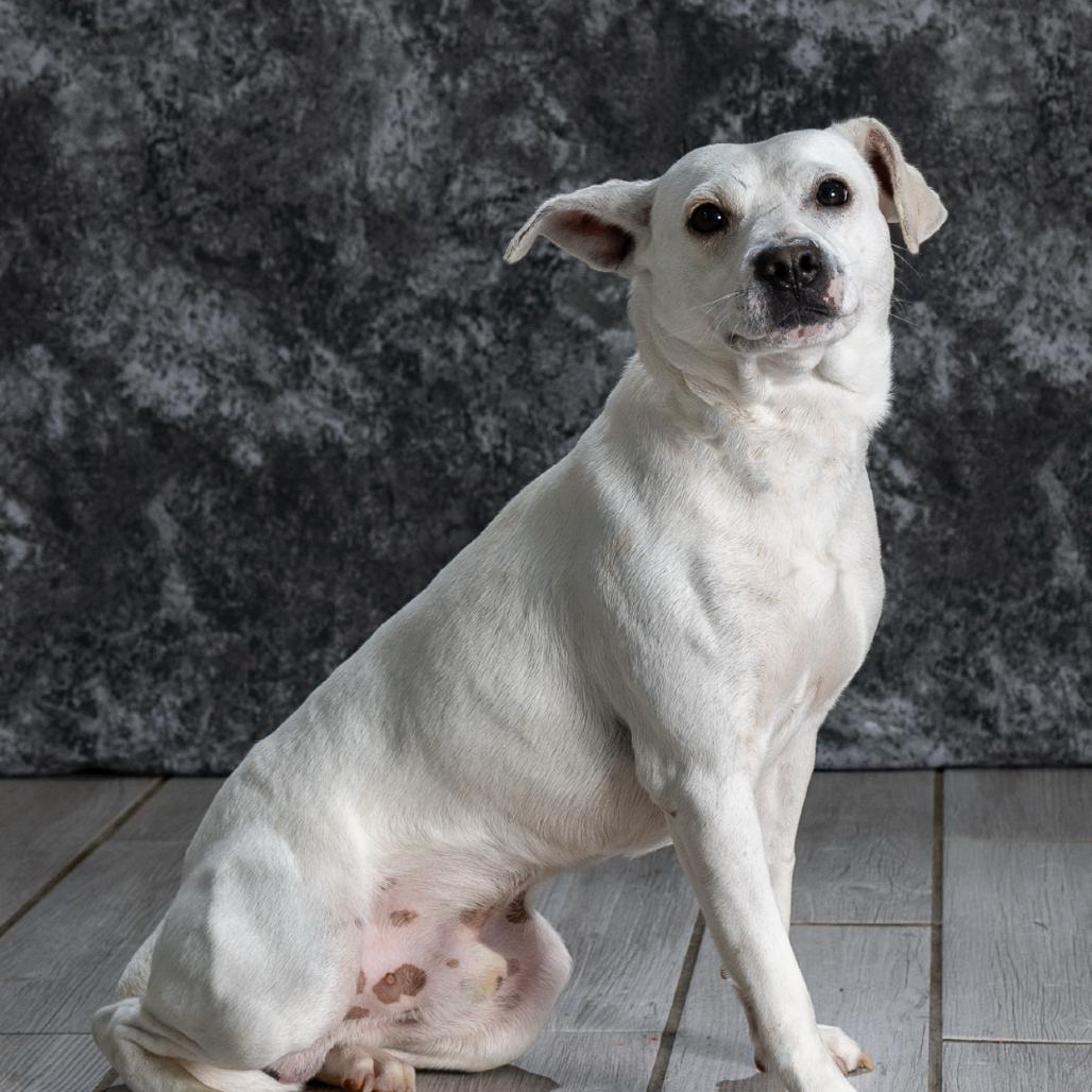 Enlarge Sam, a Adoptable Mixed Breed in Newport, TN image 4/5