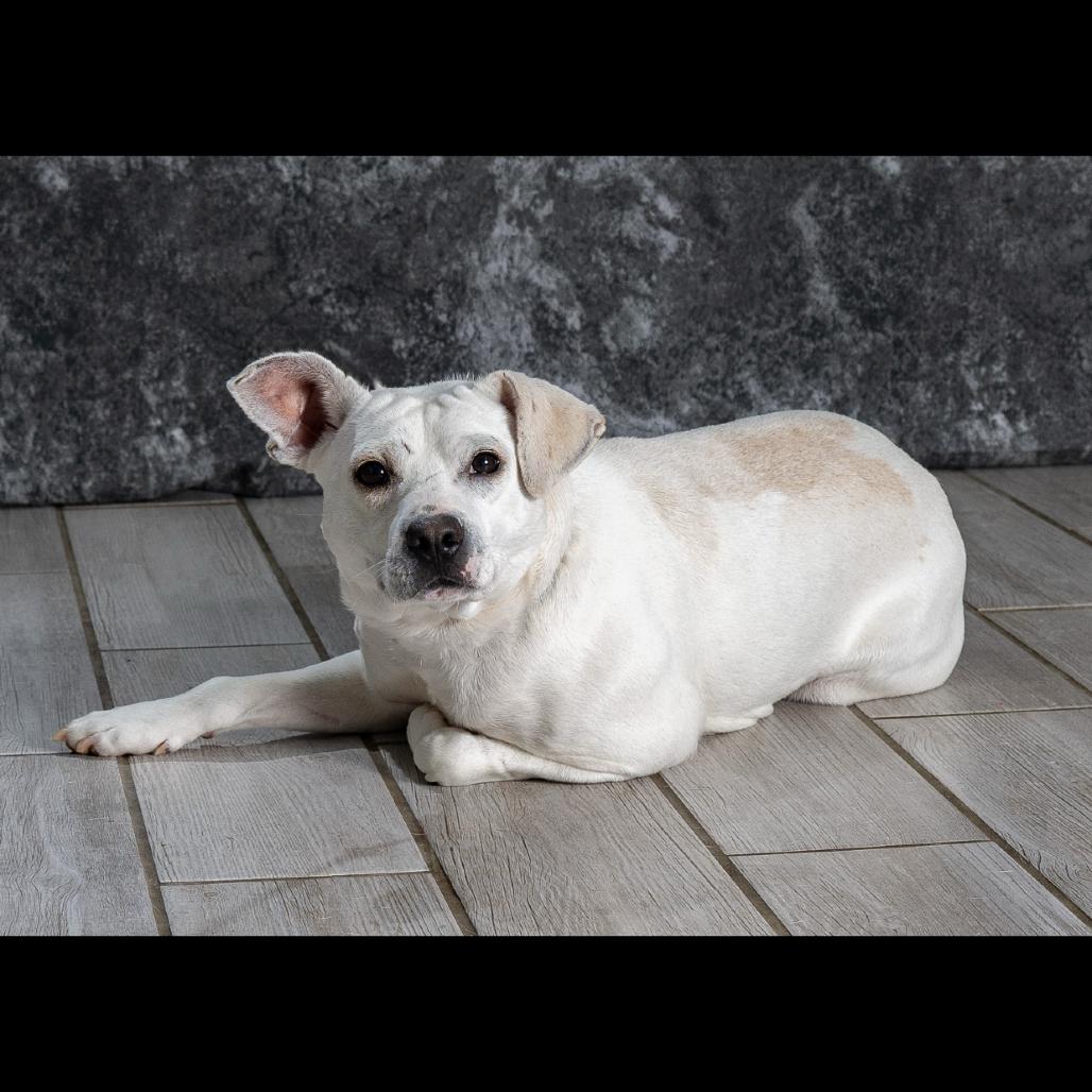 Enlarge Sam, a Adoptable Mixed Breed in Newport, TN image 5/5