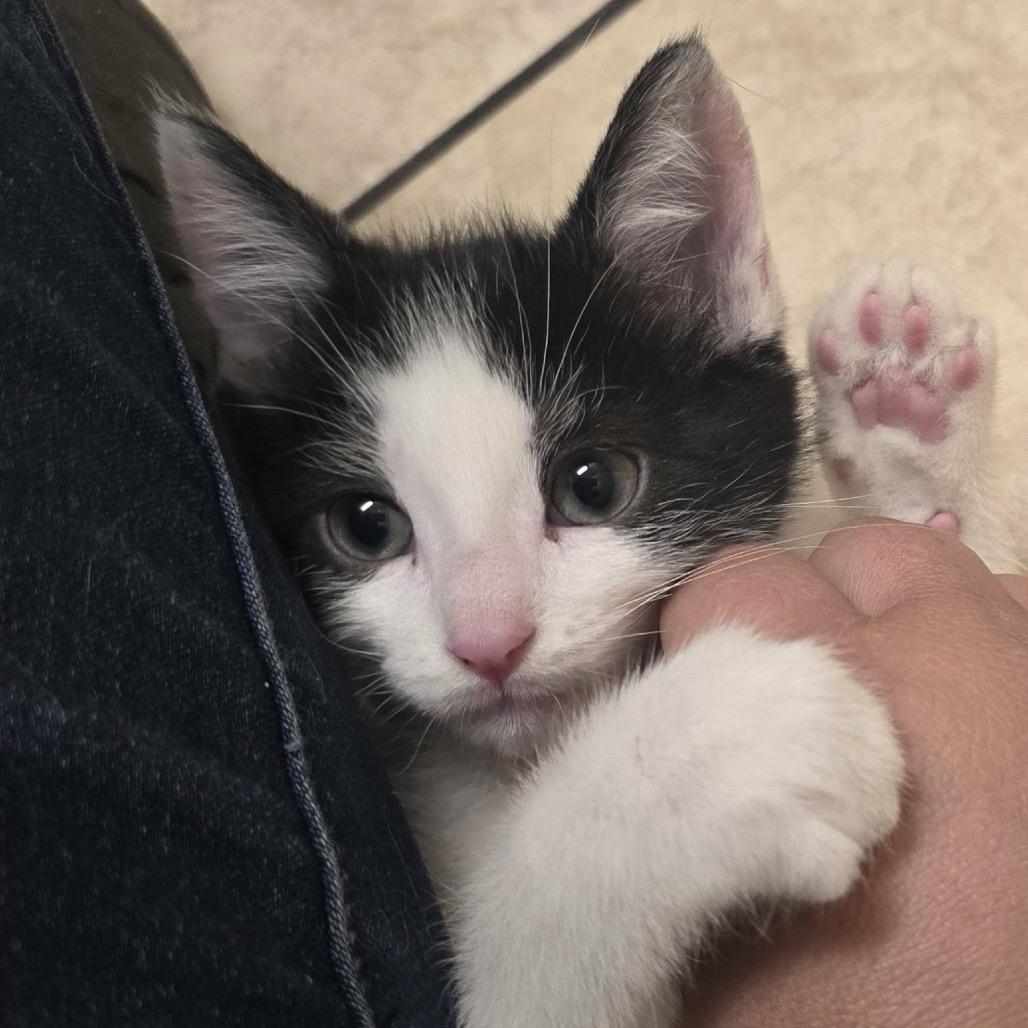 Andromeda, ADOPTABLE, Young Male Domestic Short Hair.