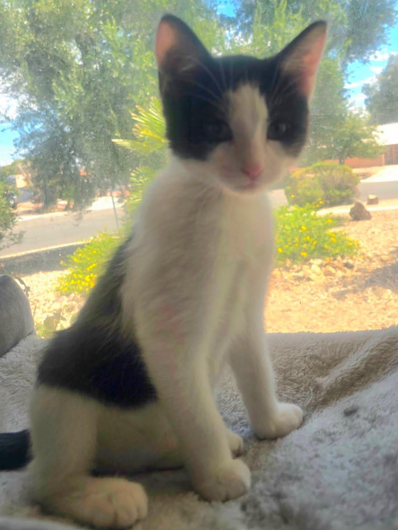 Andromeda, a ADOPTABLE Domestic Short Hair in Las Vegas, NV image 5/5