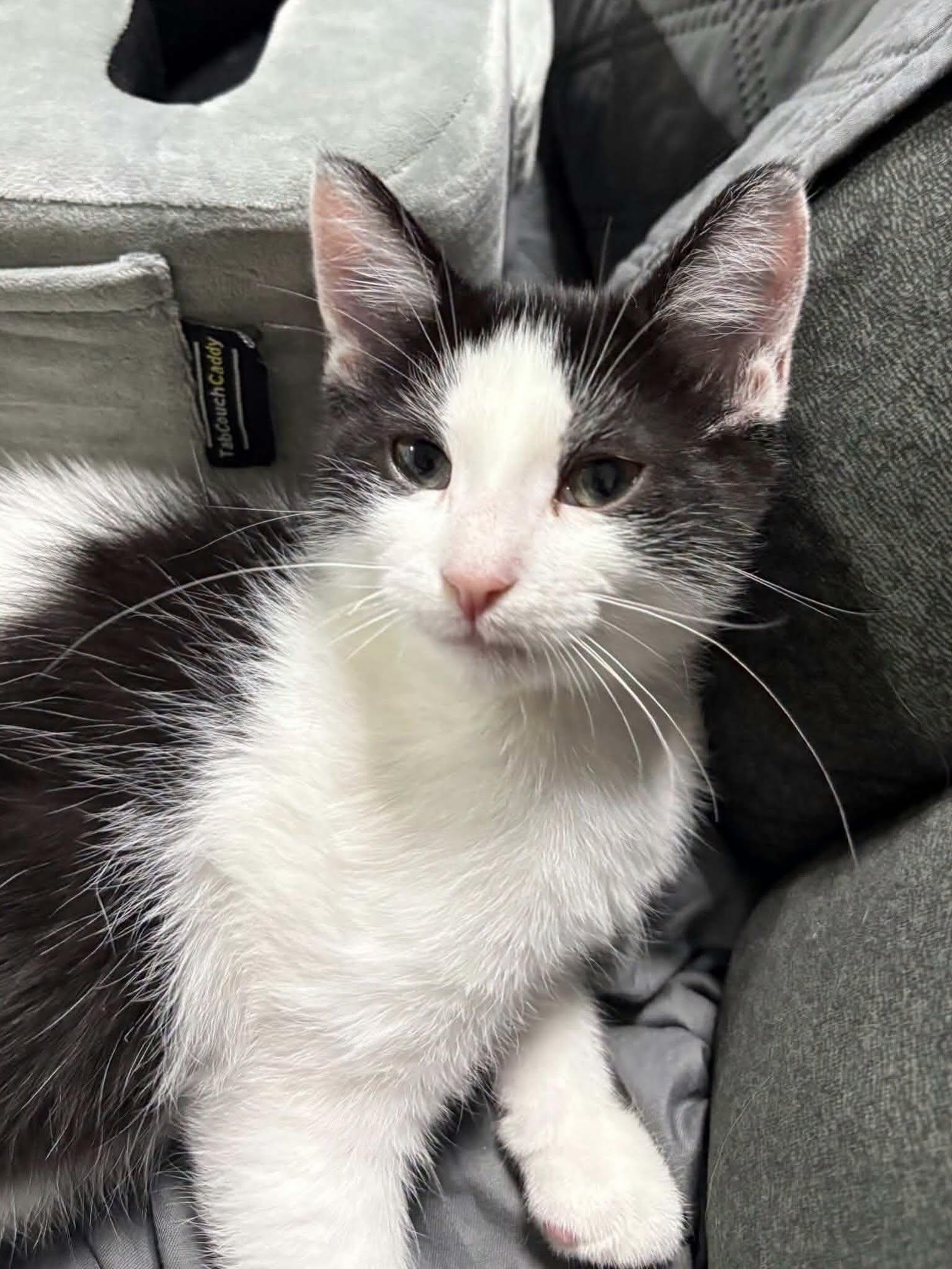 Andromeda, a ADOPTABLE Domestic Short Hair in Las Vegas, NV image 2/5