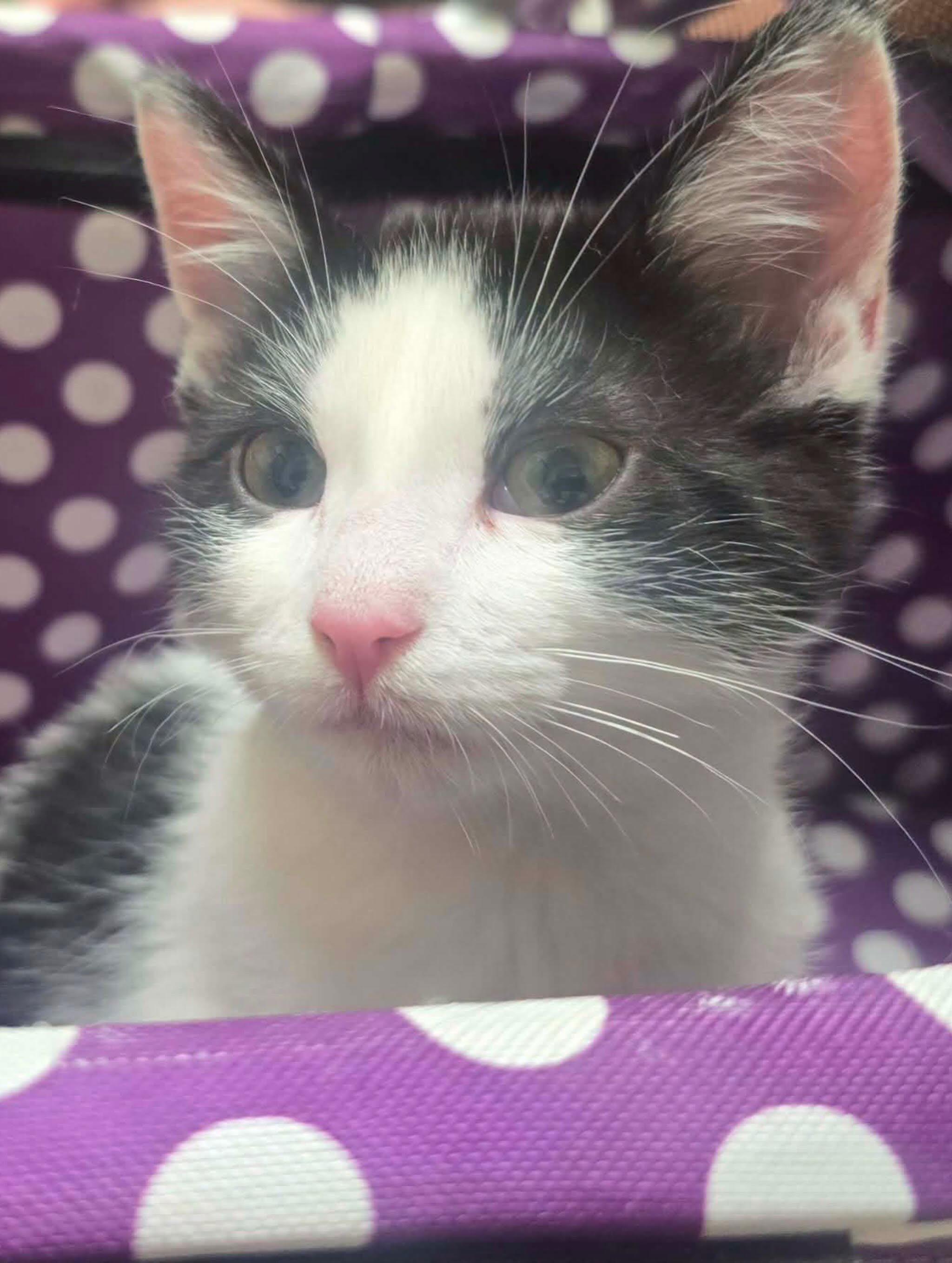 Andromeda, a ADOPTABLE Domestic Short Hair in Las Vegas, NV image 3/5