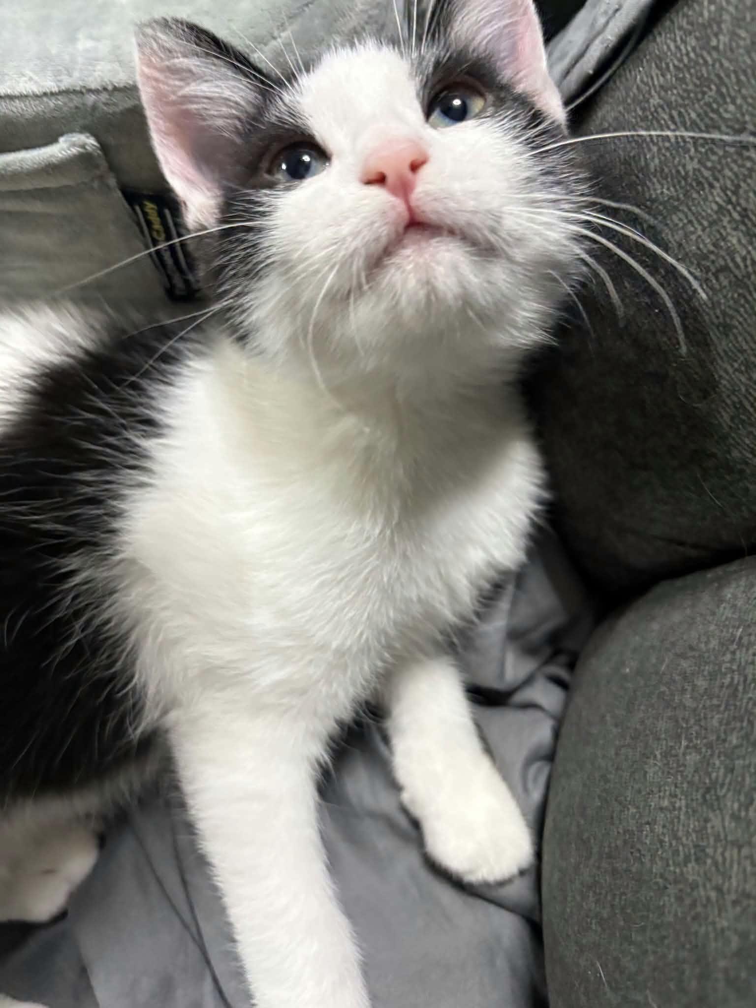 Andromeda, a ADOPTABLE Domestic Short Hair in Las Vegas, NV image 4/5