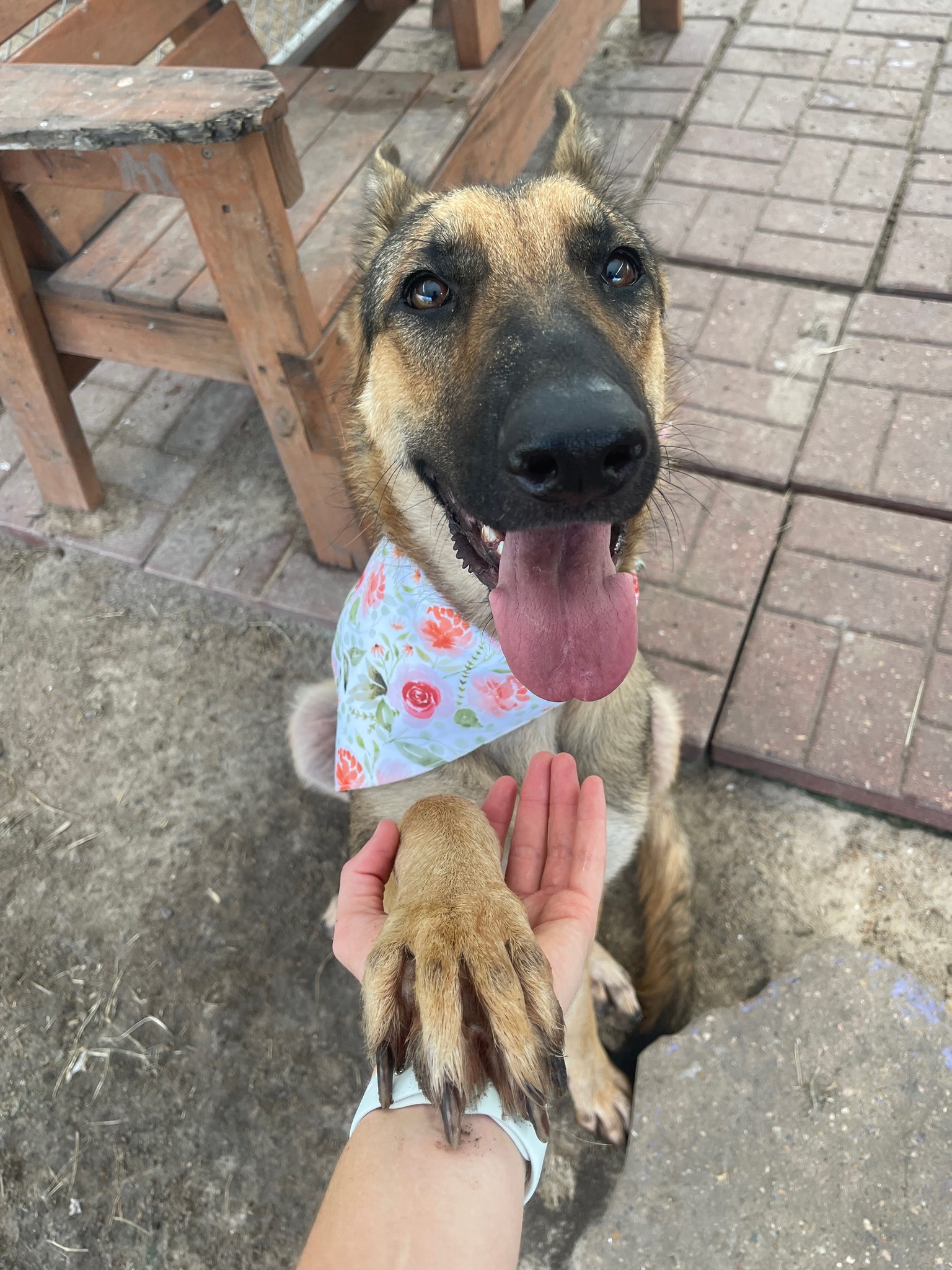 Dog for adoption Alexa, a German Shepherd Dog Mix in Glenwood Springs