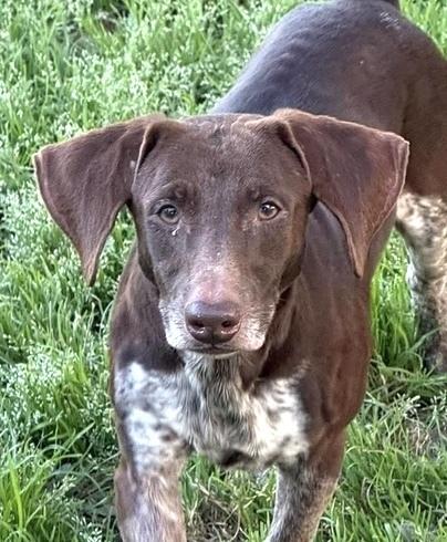 Rolf, Adoptable, Adult Male Dachshund.