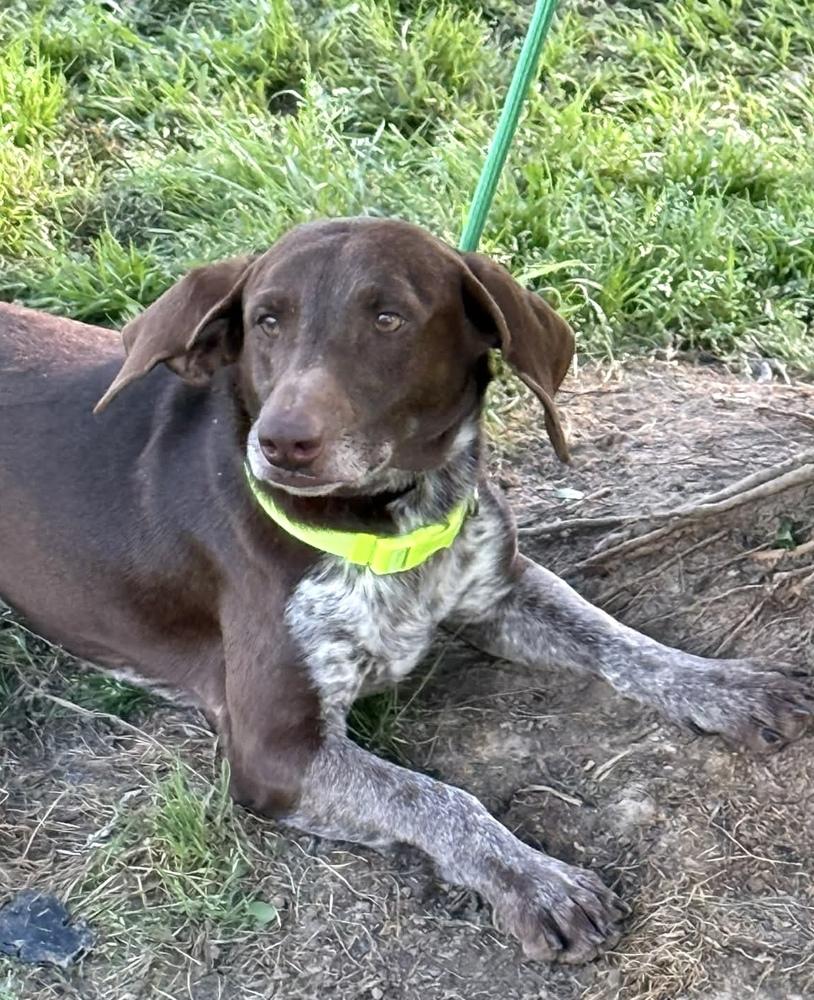 Enlarge Rolf, a Adoptable mixed breed in Syracuse, NY image 2/6