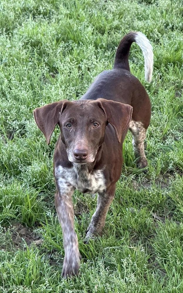 Enlarge Rolf, a Adoptable mixed breed in Syracuse, NY image 3/6