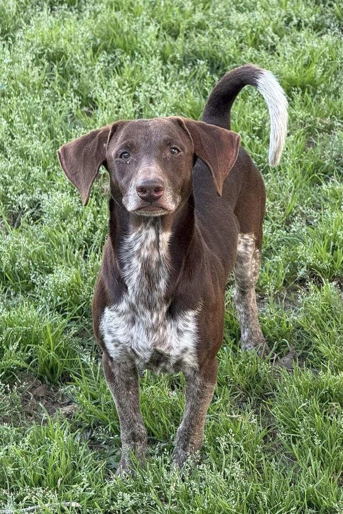 Enlarge Rolf, a Adoptable mixed breed in Syracuse, NY image 4/6