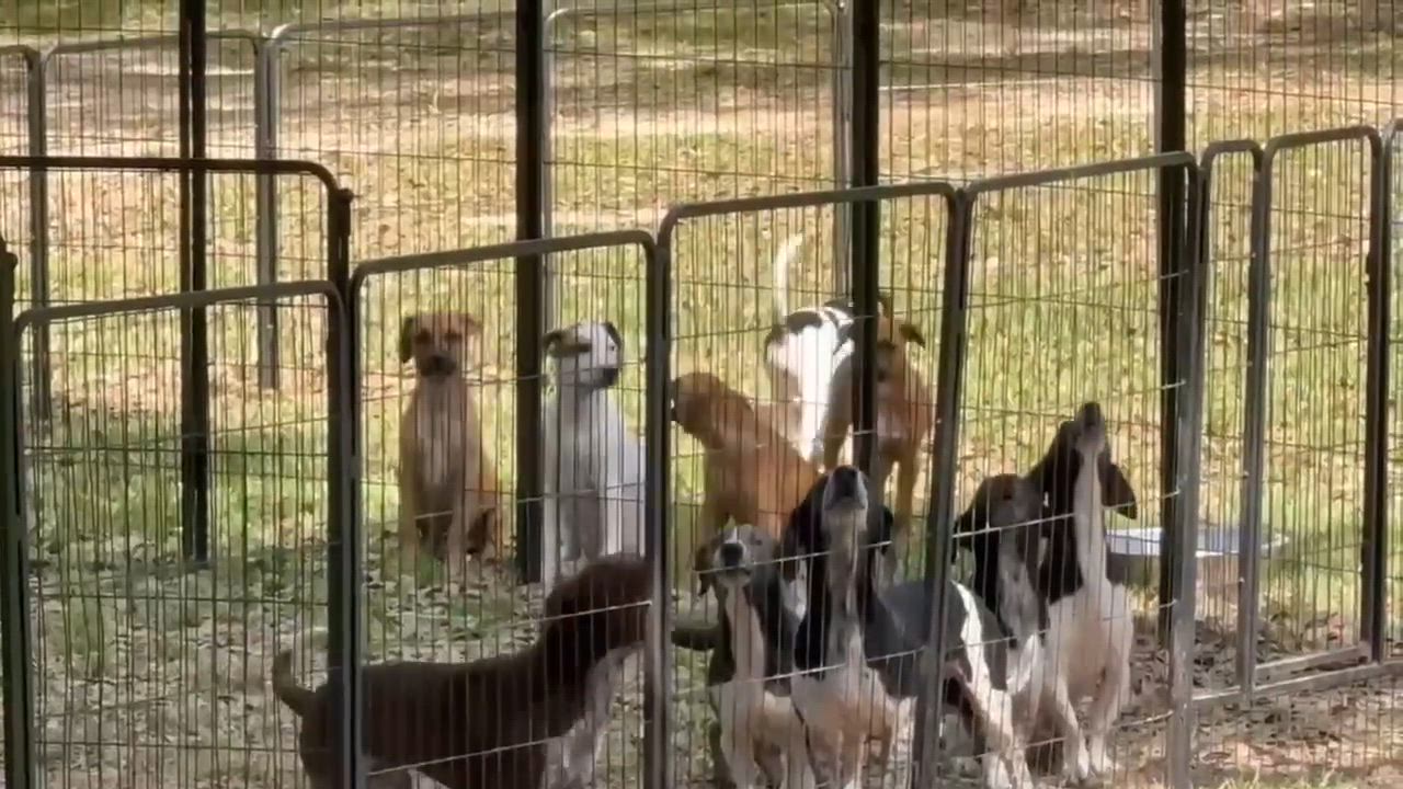 Enlarge Rolf, a Adoptable mixed breed in Syracuse, NY video 5/6