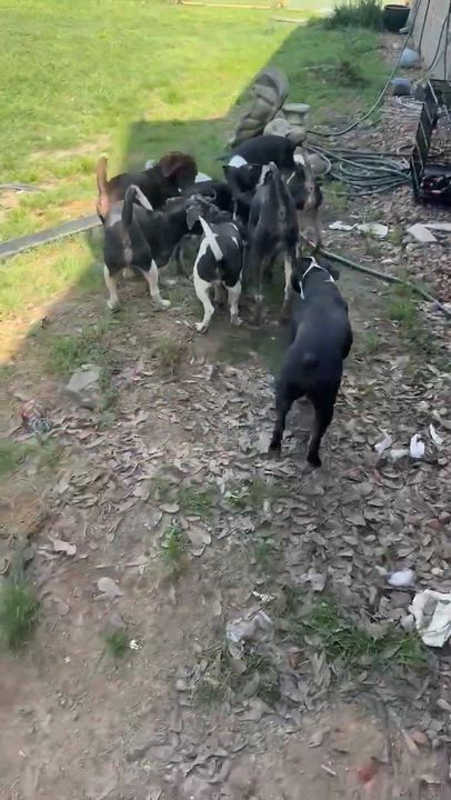 Enlarge Rolf, a Adoptable mixed breed in Syracuse, NY video 6/6