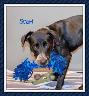 Stori, Adoptable, Young Female Labrador Retriever.
