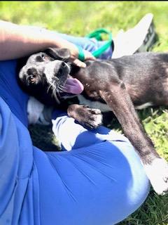 Enlarge Stori, a Adoptable mixed breed in Farmingdale, NY image 2/2